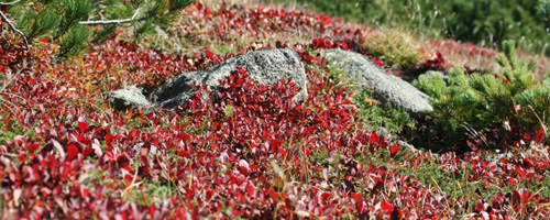 ウラシマツツジの紅葉