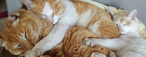 冬の猫