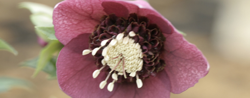 蜂の巣セミ