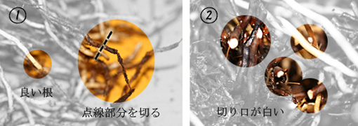 古い根の処理