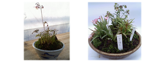 初めての寄せ植え
