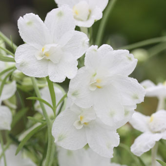 デルフィニウム ホワイトバタフライ 山野草 高山植物の通信販売店 岩崎園芸ネットストア