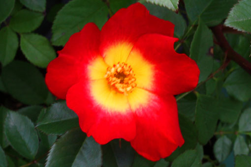 ★送無！新品！「アブラカダブラ」+「ガラスの植物園」 4123HAT5YQL._SY200_QL15_.jpg