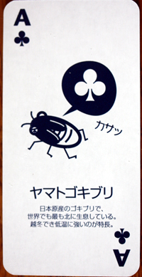 クローバーのエース