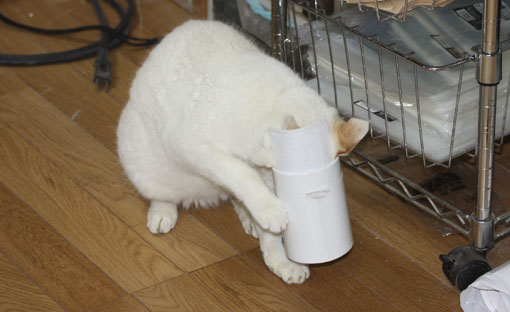 まげニャン3