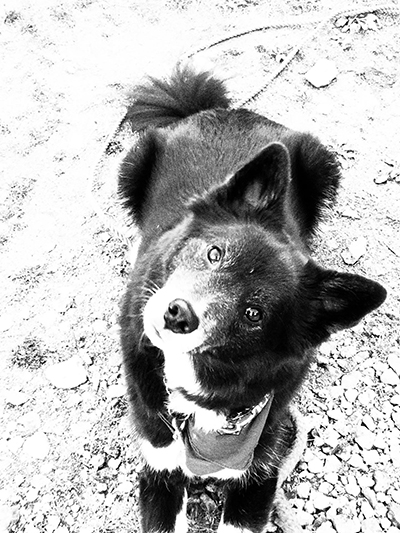 愛犬チャパティー