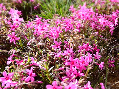 芝桜