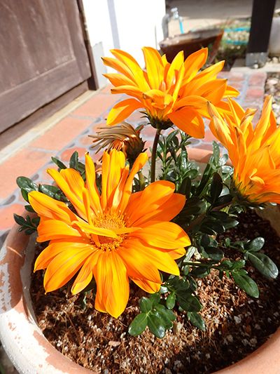 花