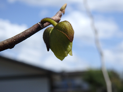 ポポーの花