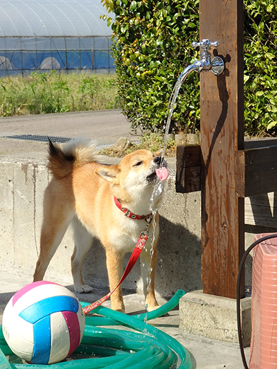 柴犬
