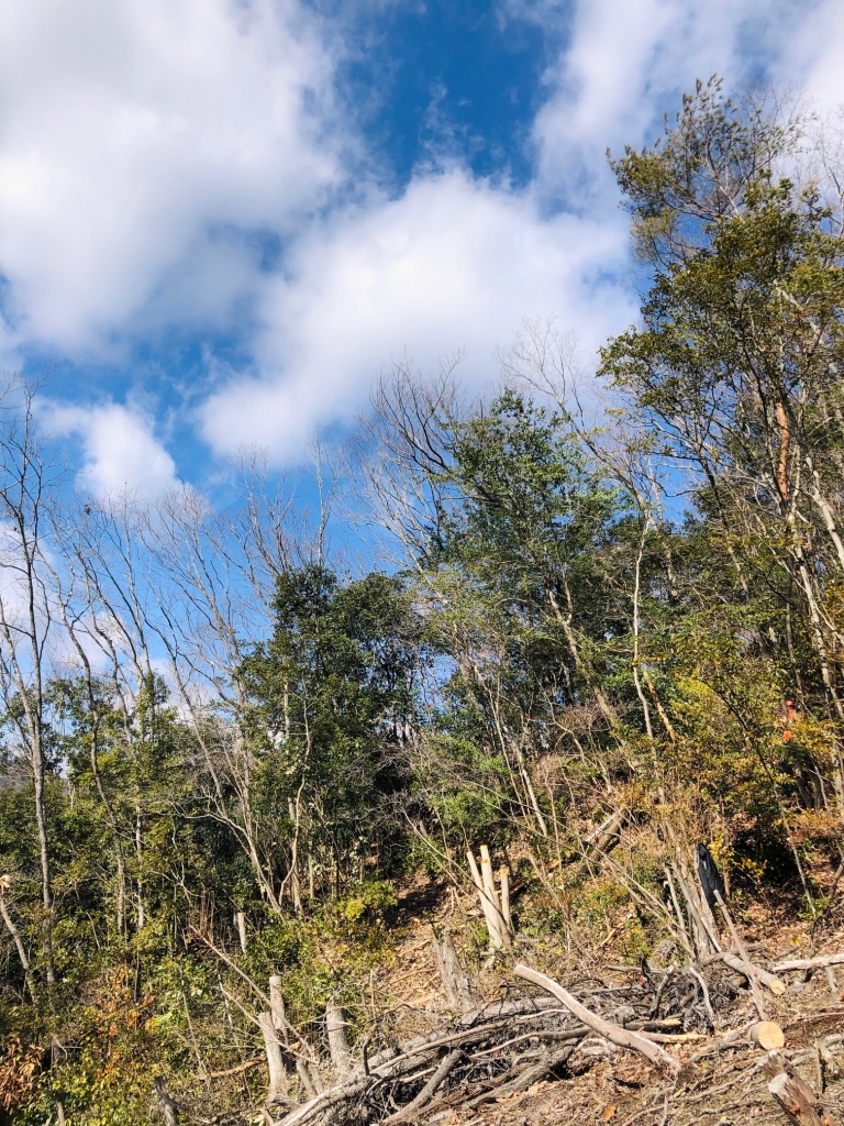 猪名川町山林整備