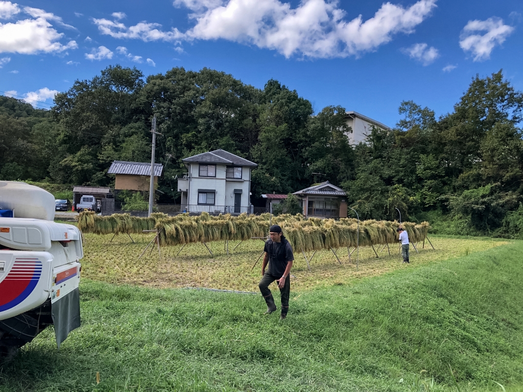 猪名川町稲刈り