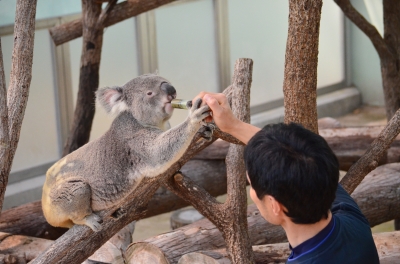 平川動物園のコアラ