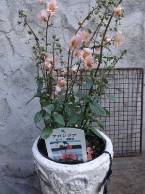 素敵なお花入荷しました～ | H a n a G o k o r o ﾊ ﾅ ｺﾞ ｺ ﾛ
