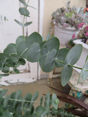 ユーカリ出品 ユーカリ「銀世界」入荷 | H a n a G o k o r o ﾊ ﾅ ｺﾞ ｺ ﾛ