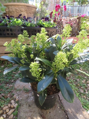 2020年最新スキミア「マジックマルロー」「ルべラ」「フィンチー