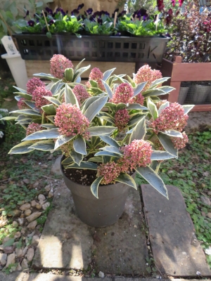 2020年最新スキミア「マジックマルロー」「ルべラ」「フィンチー