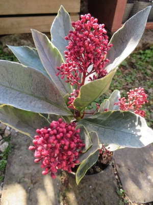 2020年最新スキミア「マジックマルロー」「ルべラ」「フィンチー