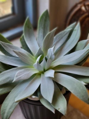 ダドレア ブリトニー（仙女盃）入荷致しました～珍しい多肉植物～ | H 