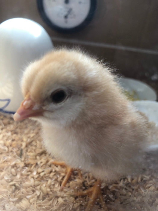 自給卵からひよこが生まれた！ | 安全農産ブログ