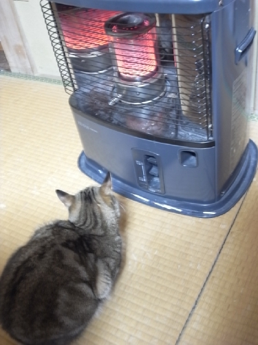 ミーコとストーブ