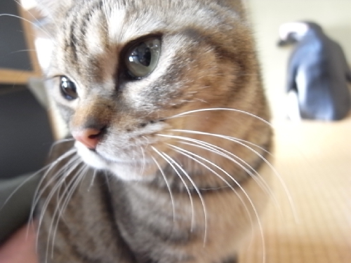 ミーコアップ