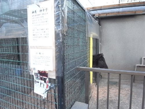 神馬 御幸号 ひき