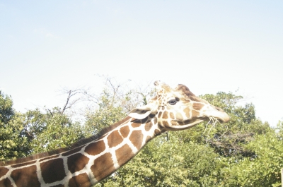 今日もおでかけ 野毛山動物園 Spring Breeze