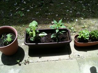 20100516_1204_1.jpg
