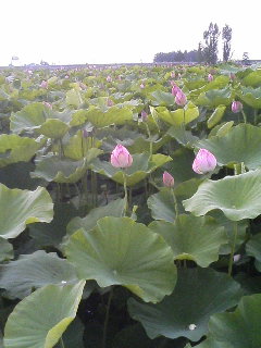 LOTUS