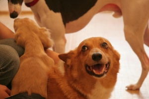 dog freeにて