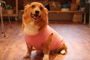 看板犬うり