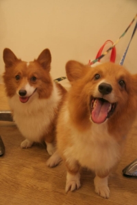 dogfree1