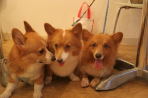 dogfree2