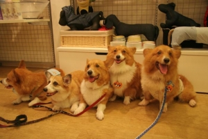 dogfree4