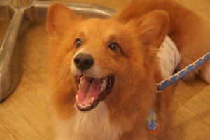dogfree6