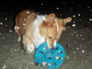 海