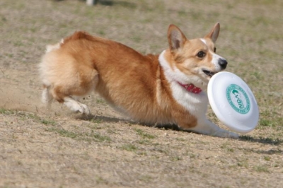 ¾®½Õ