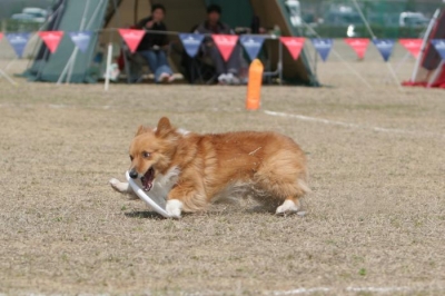 ぱんだ1