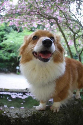 桜と my dog