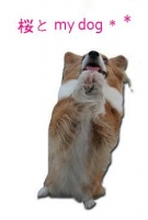 桜と my dog