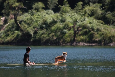 surf dog?