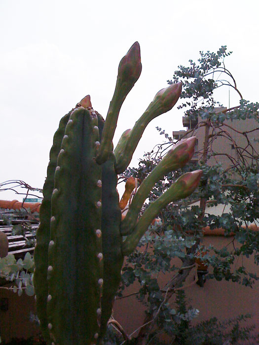 082010_Cactus