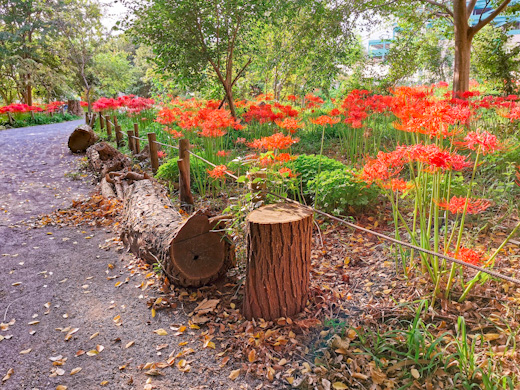 曼珠沙華