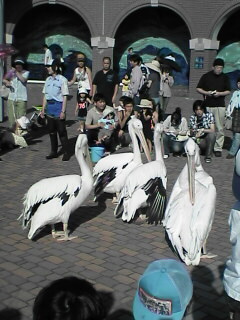 ペリカン