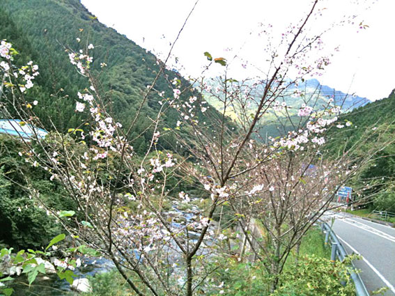 十月桜