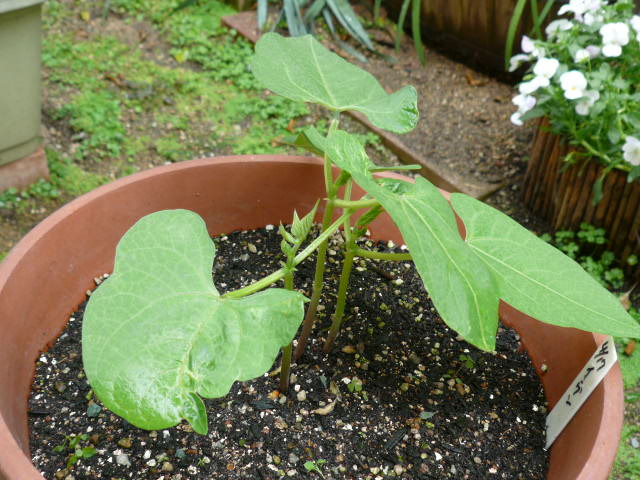 インゲン豆