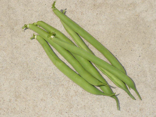 インゲン豆収穫
