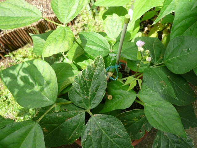 インゲン豆