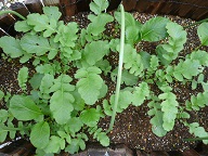 ミックス野菜2